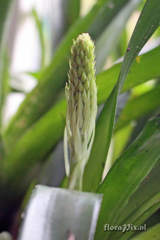 Aechmea gamosepala