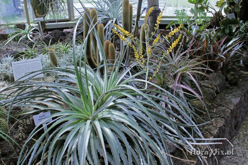 Dyckia velascana