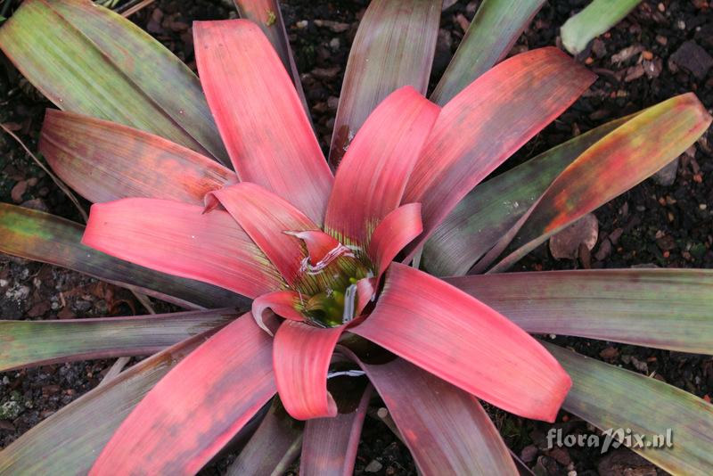 Guzmania sanguinea var. brevipedicellata