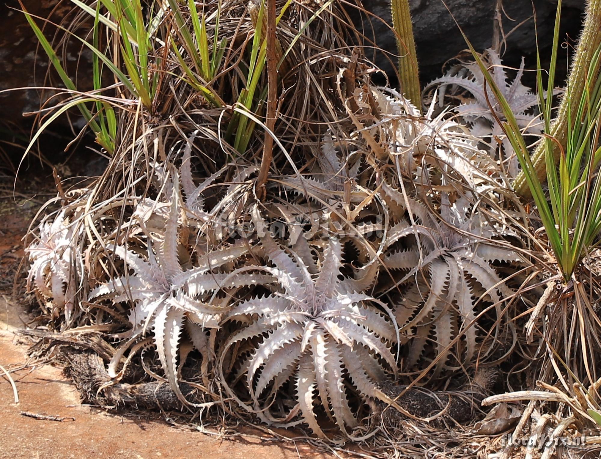 Encholirium diamantinum