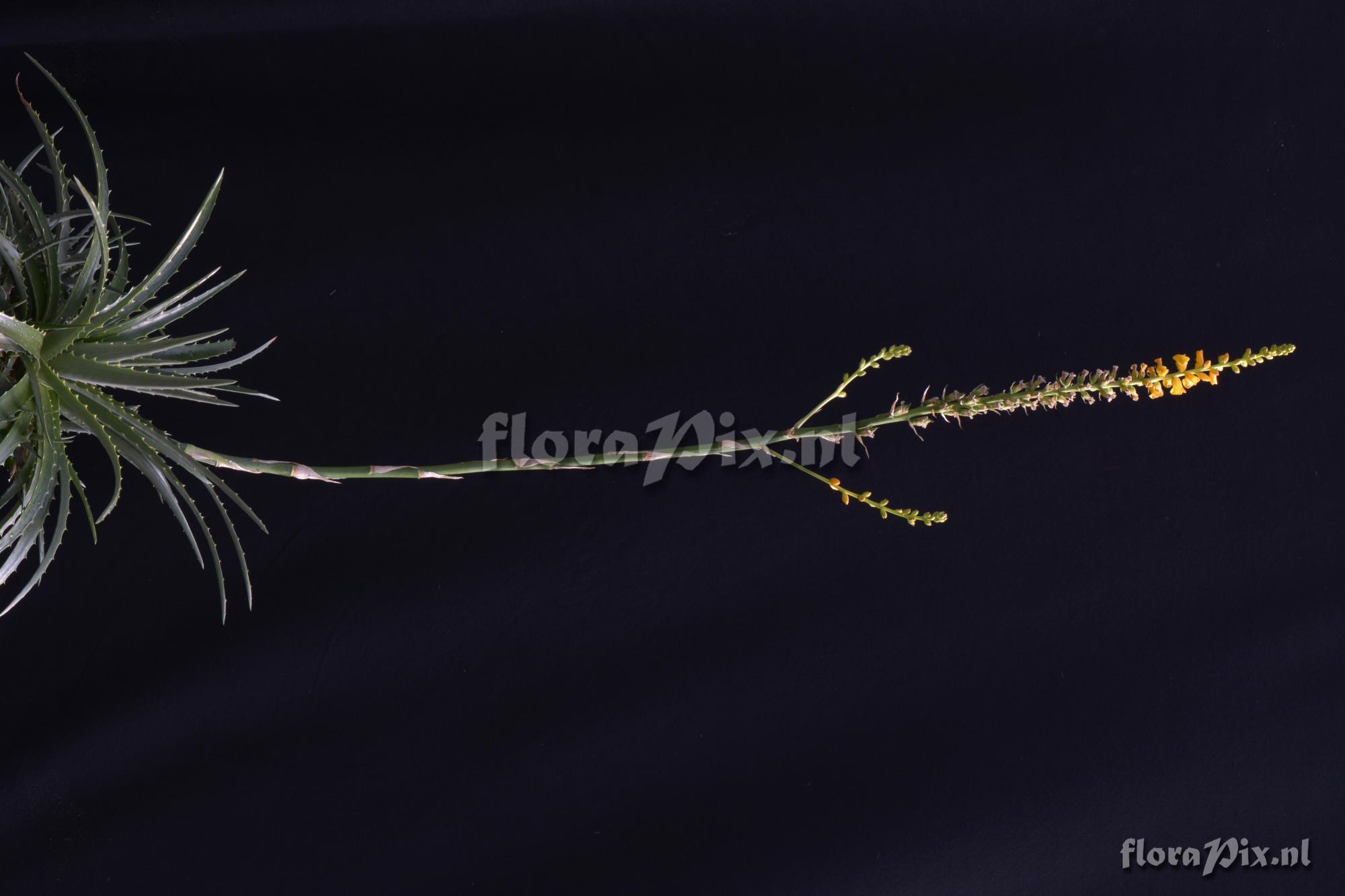 Dyckia sp