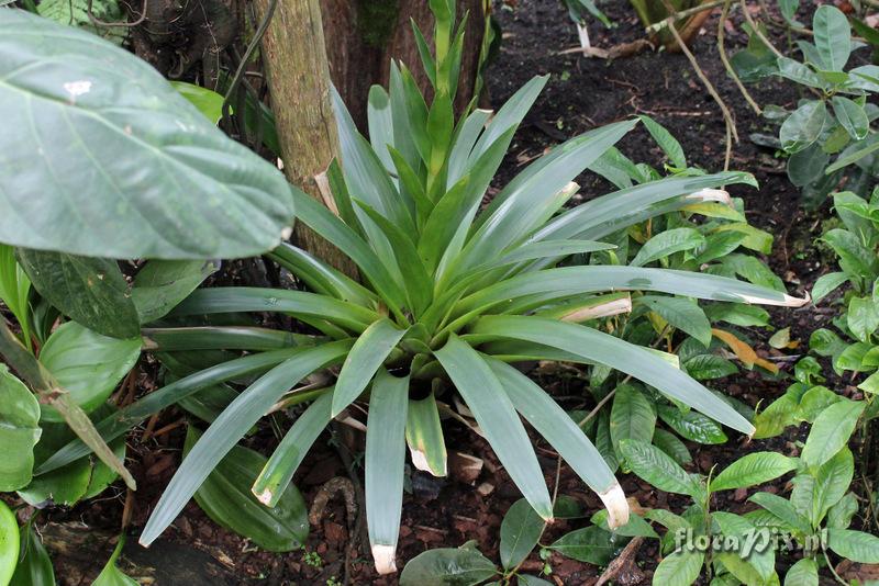 Tillandsia pyramidata