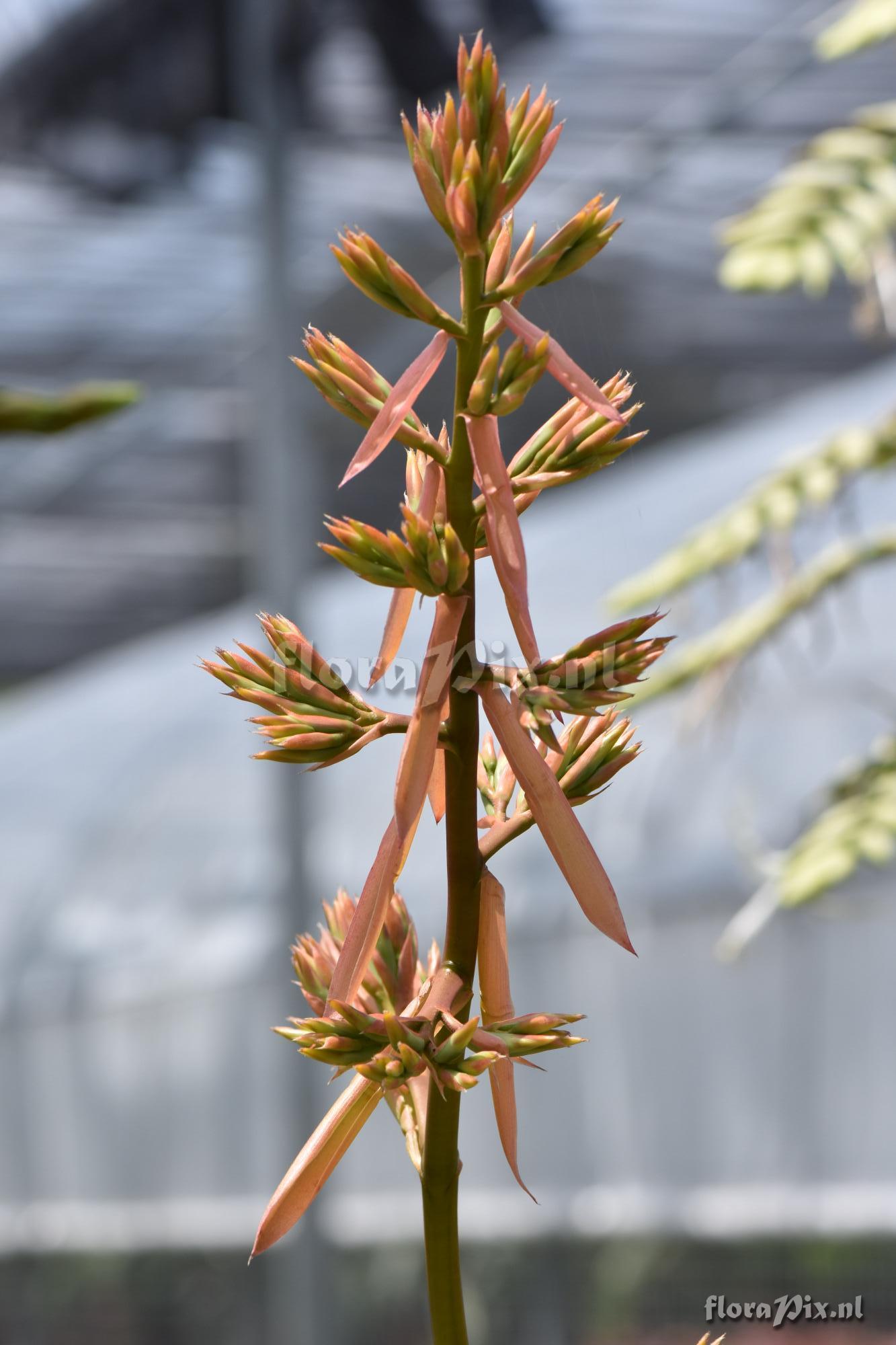 Aechmea emmerichiae