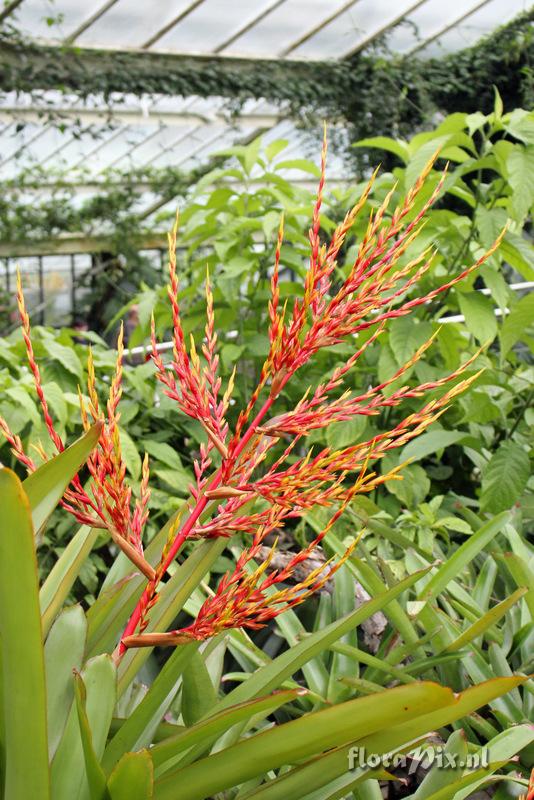 Aechmea blanchetiana