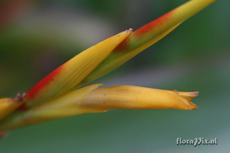 Aechmea blanchetiana