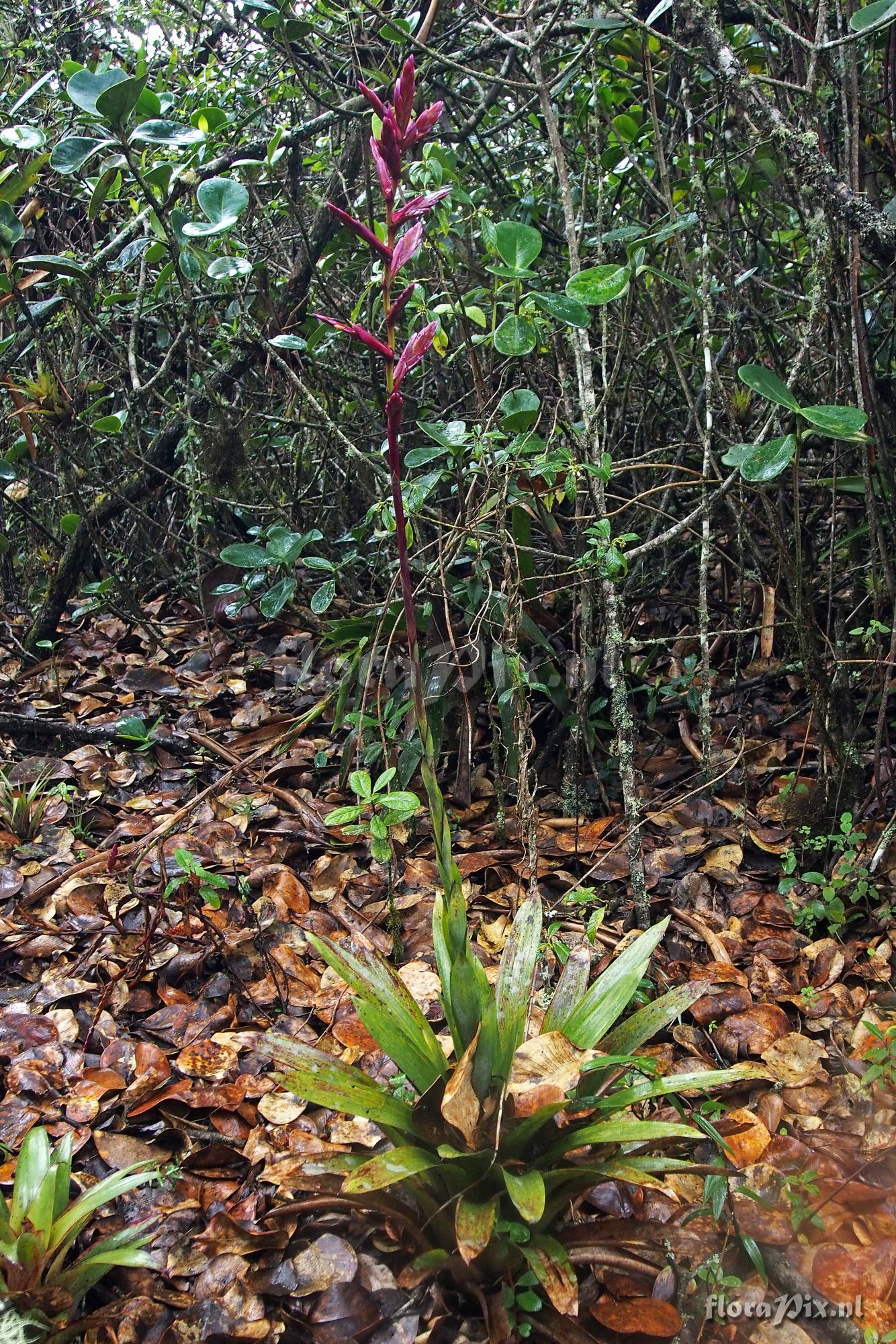 Tillandsia stenoura??