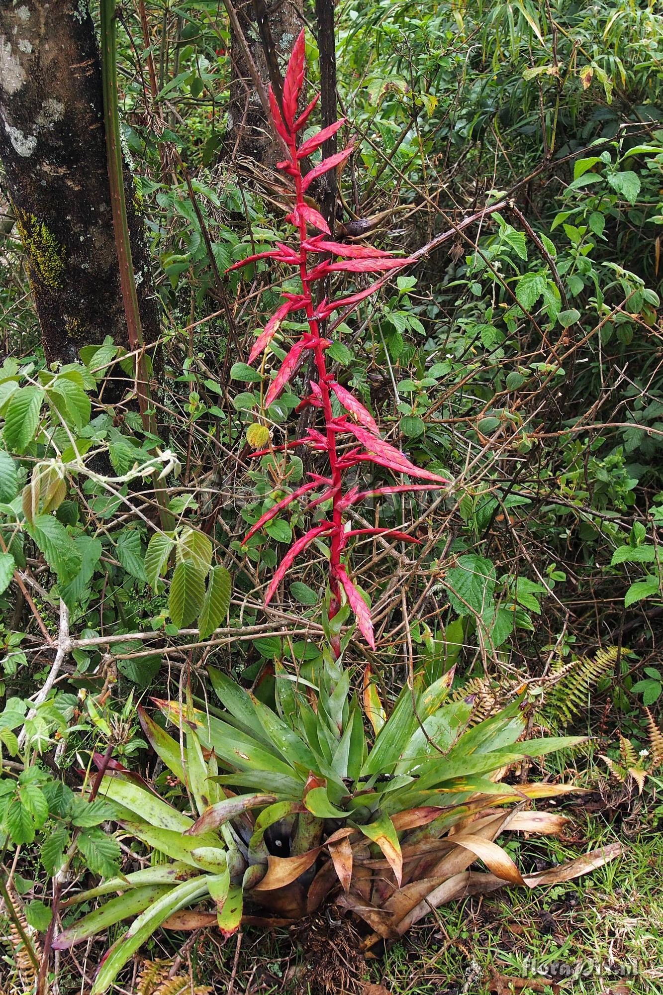 Tillandsia kalbreyeri