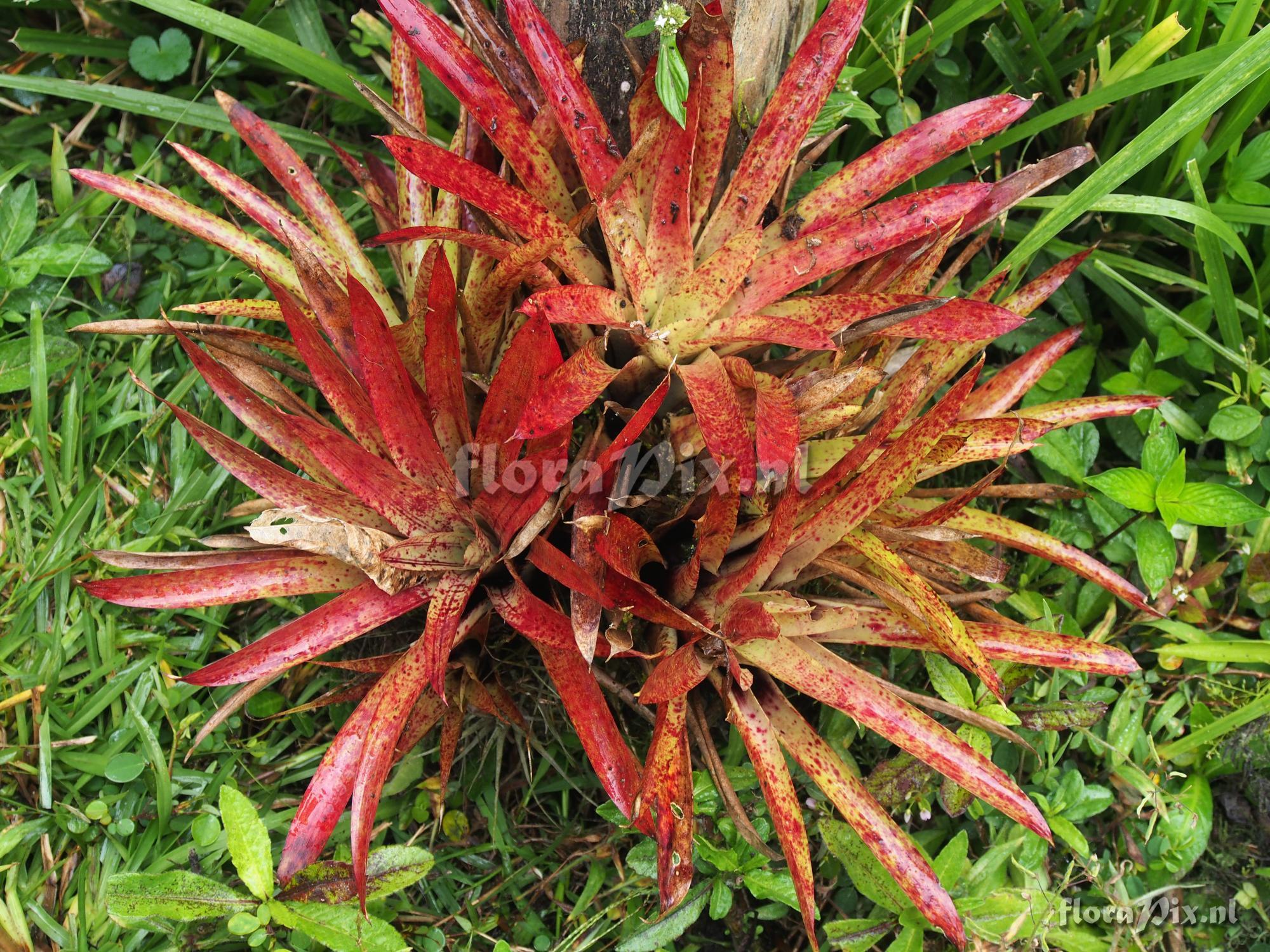 Tillandsia naundorffiae