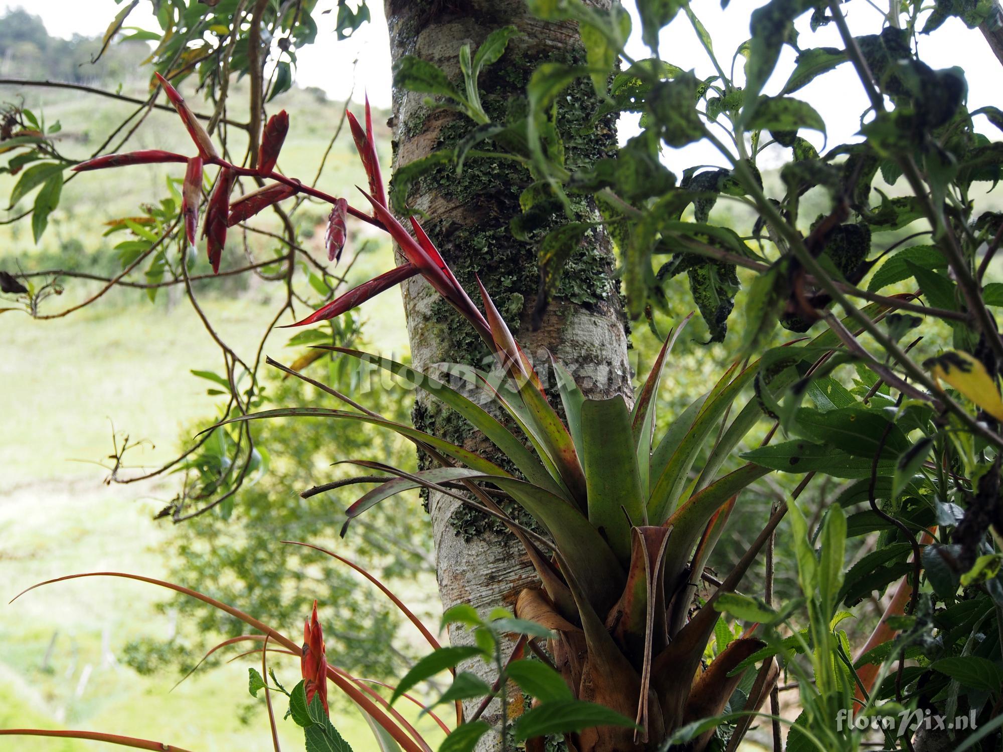 Tillandsia humboldtii?