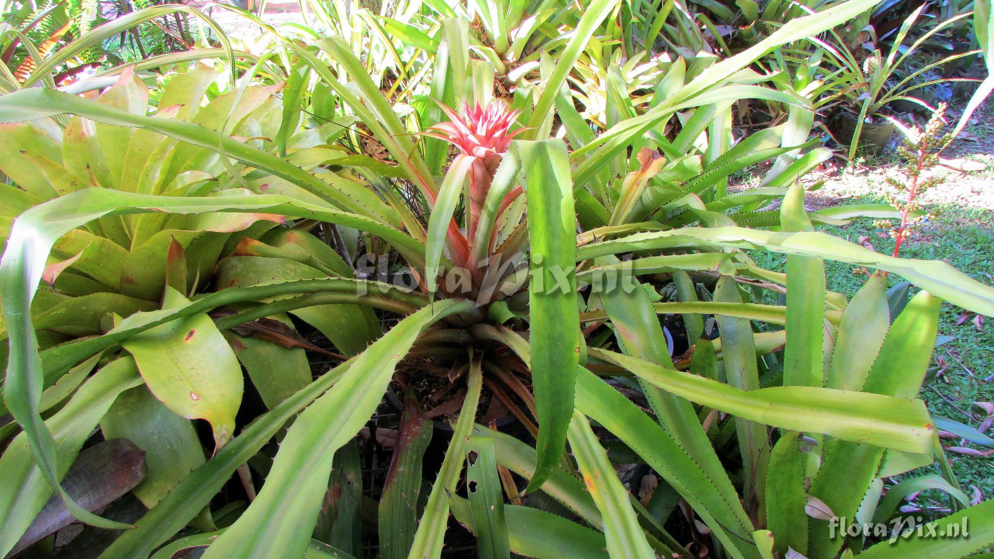 Aechmea strobilacea