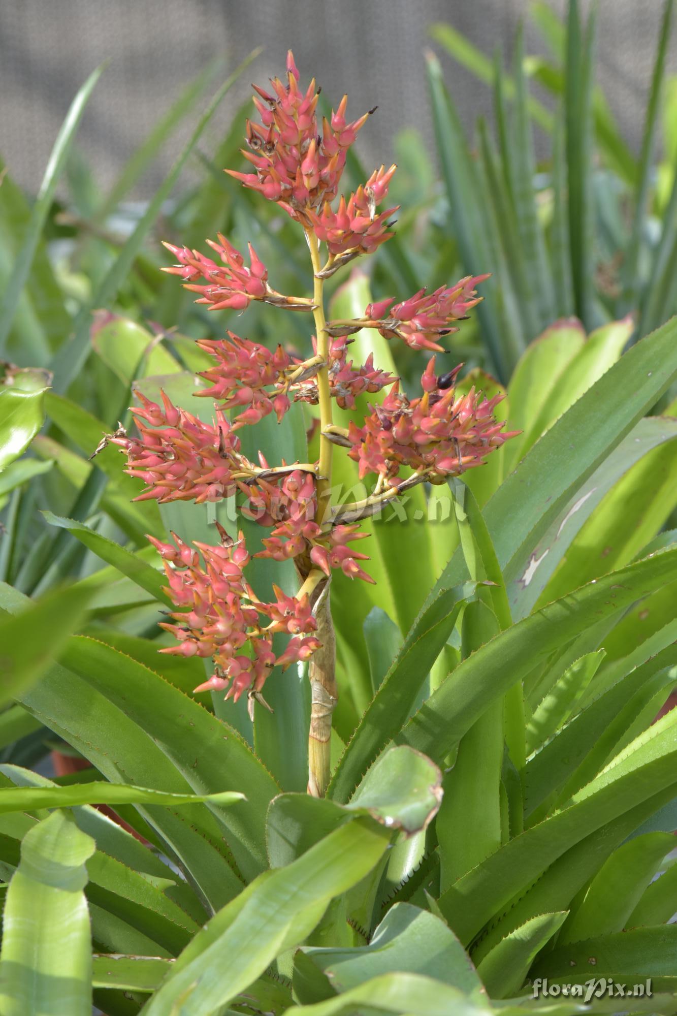 Aechmea 