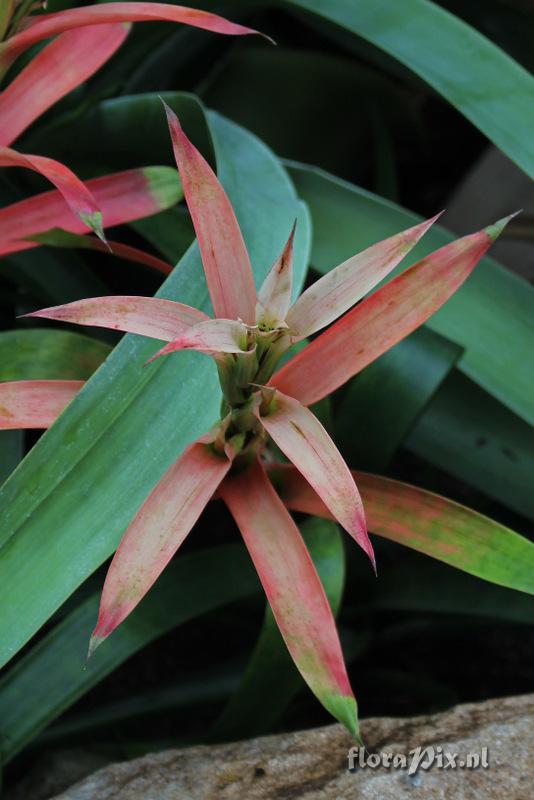 Guzmania wittmackii