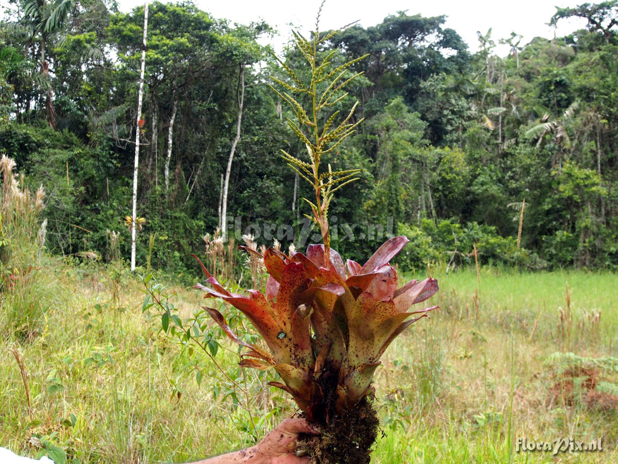 Racinaea spiculosa var micrantha