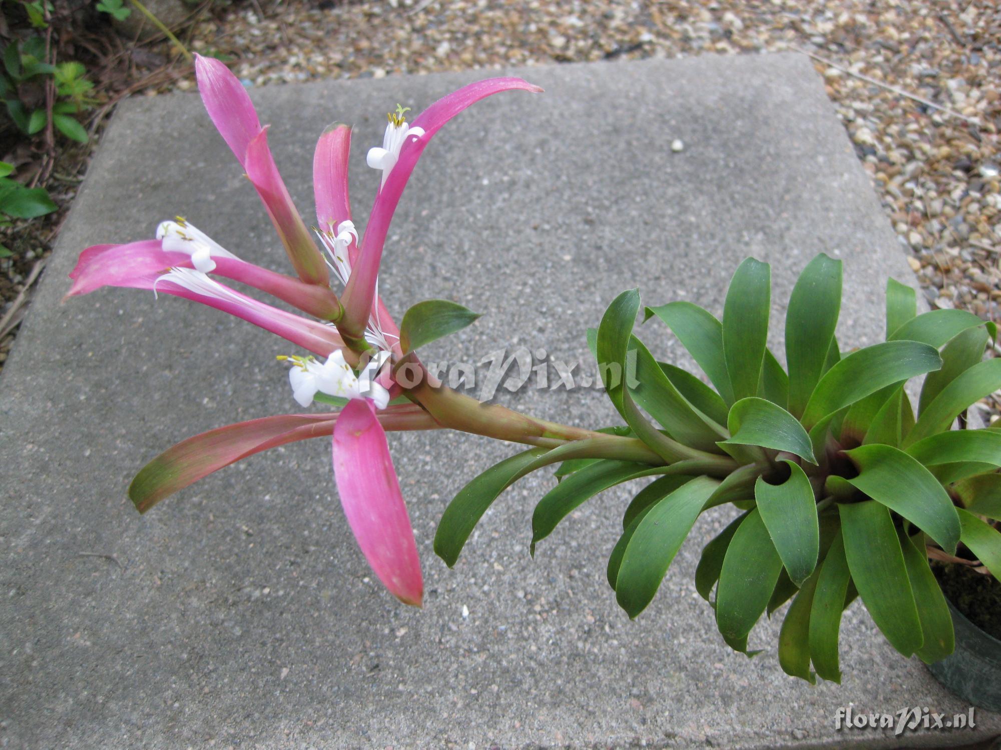 Guzmania kraenzliniana