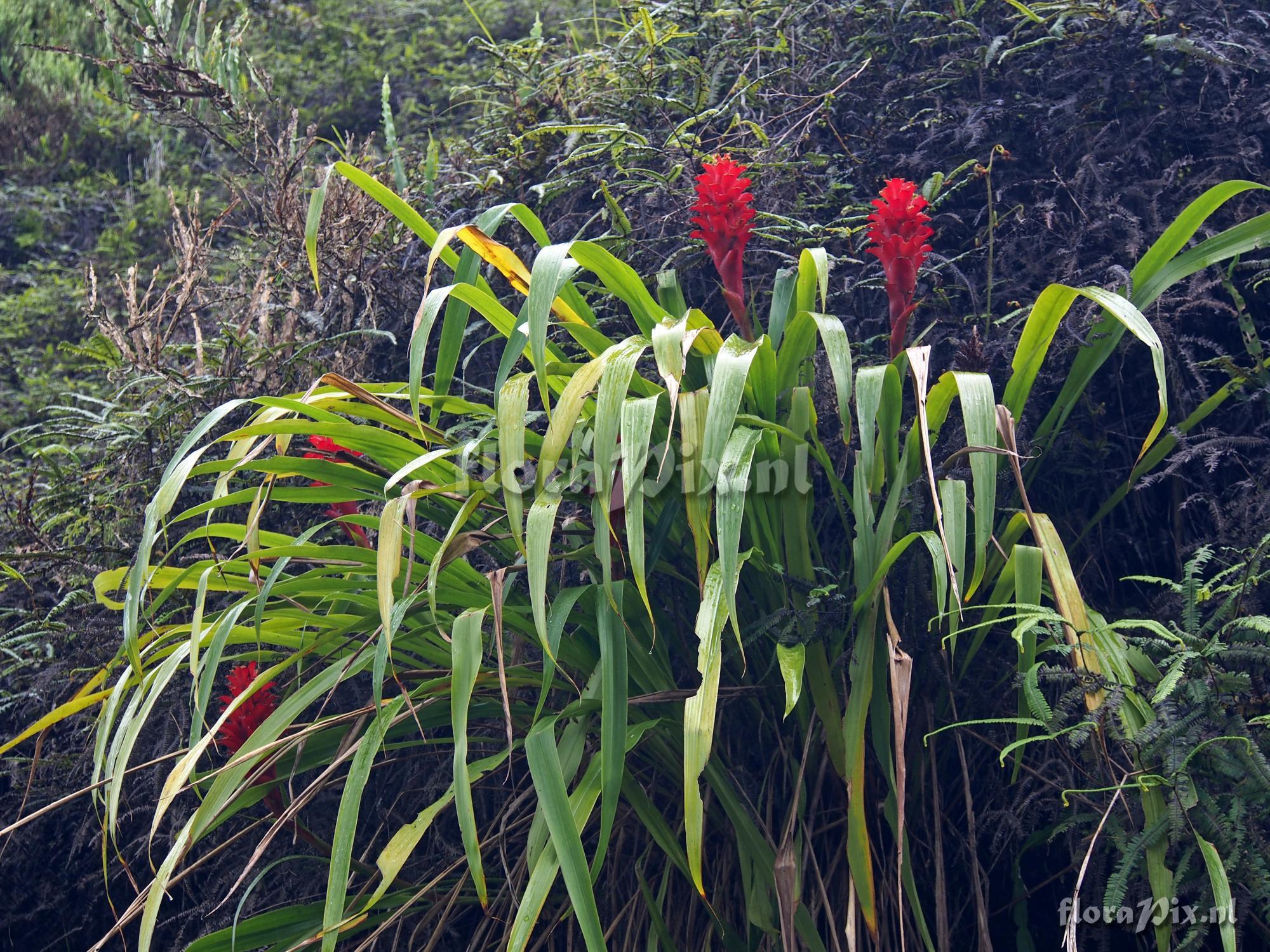 Pitcairnia hitchcockiana