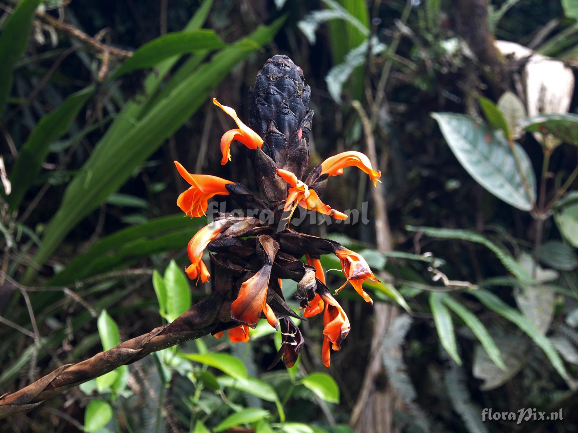 Pitcairnia bakeri