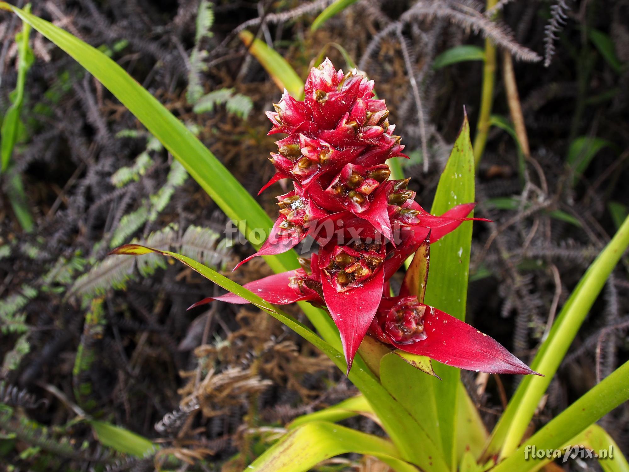 Mezobromelia 