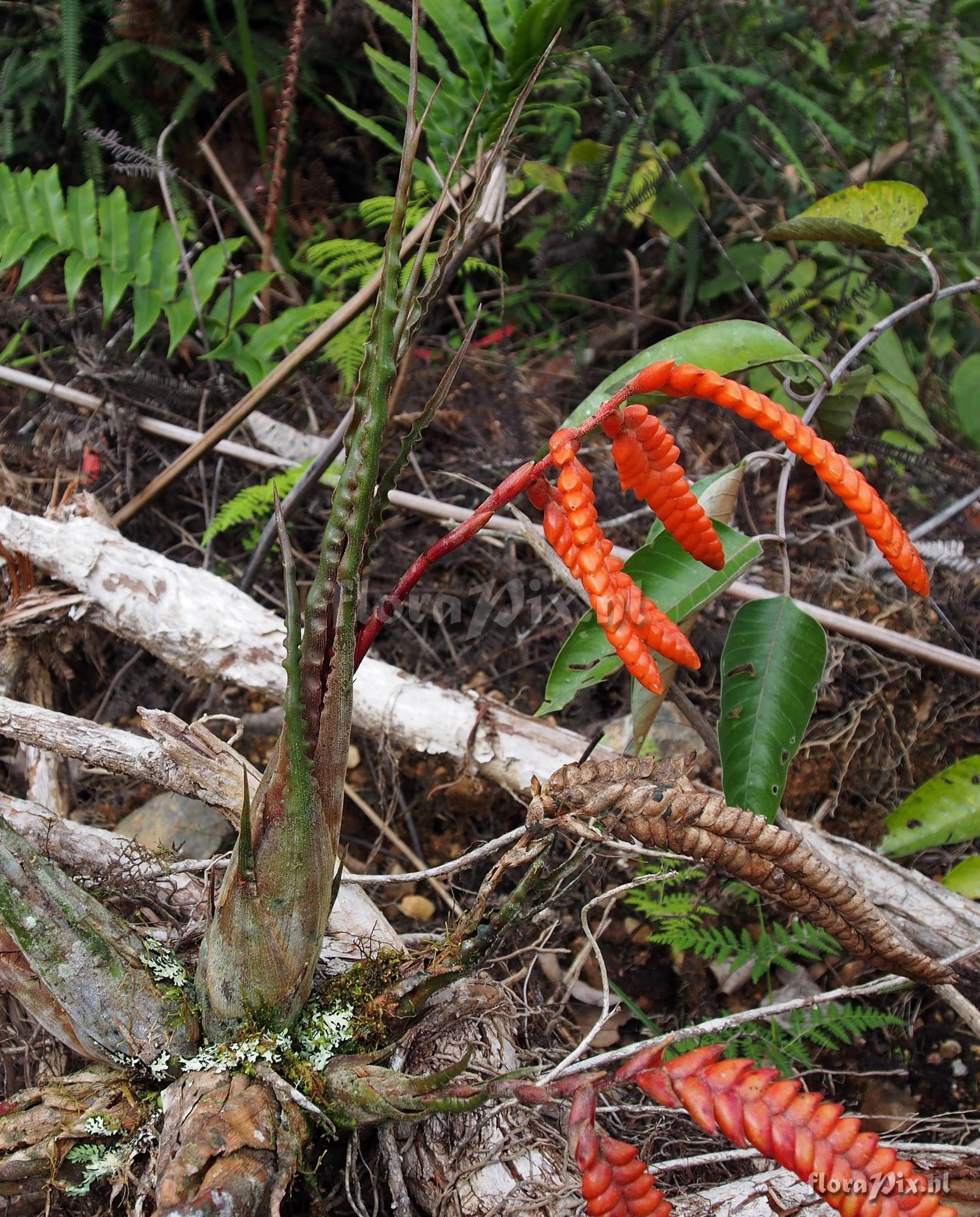 Racinaea undulifolia