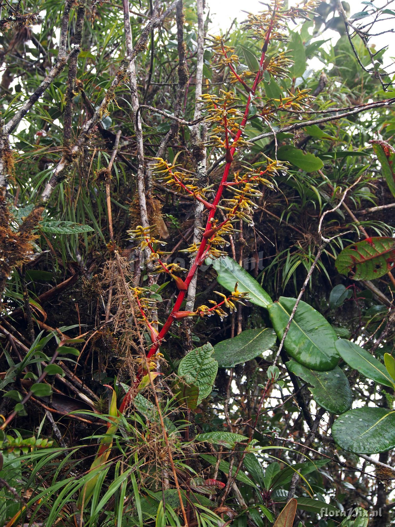 Guzmania diffusa?