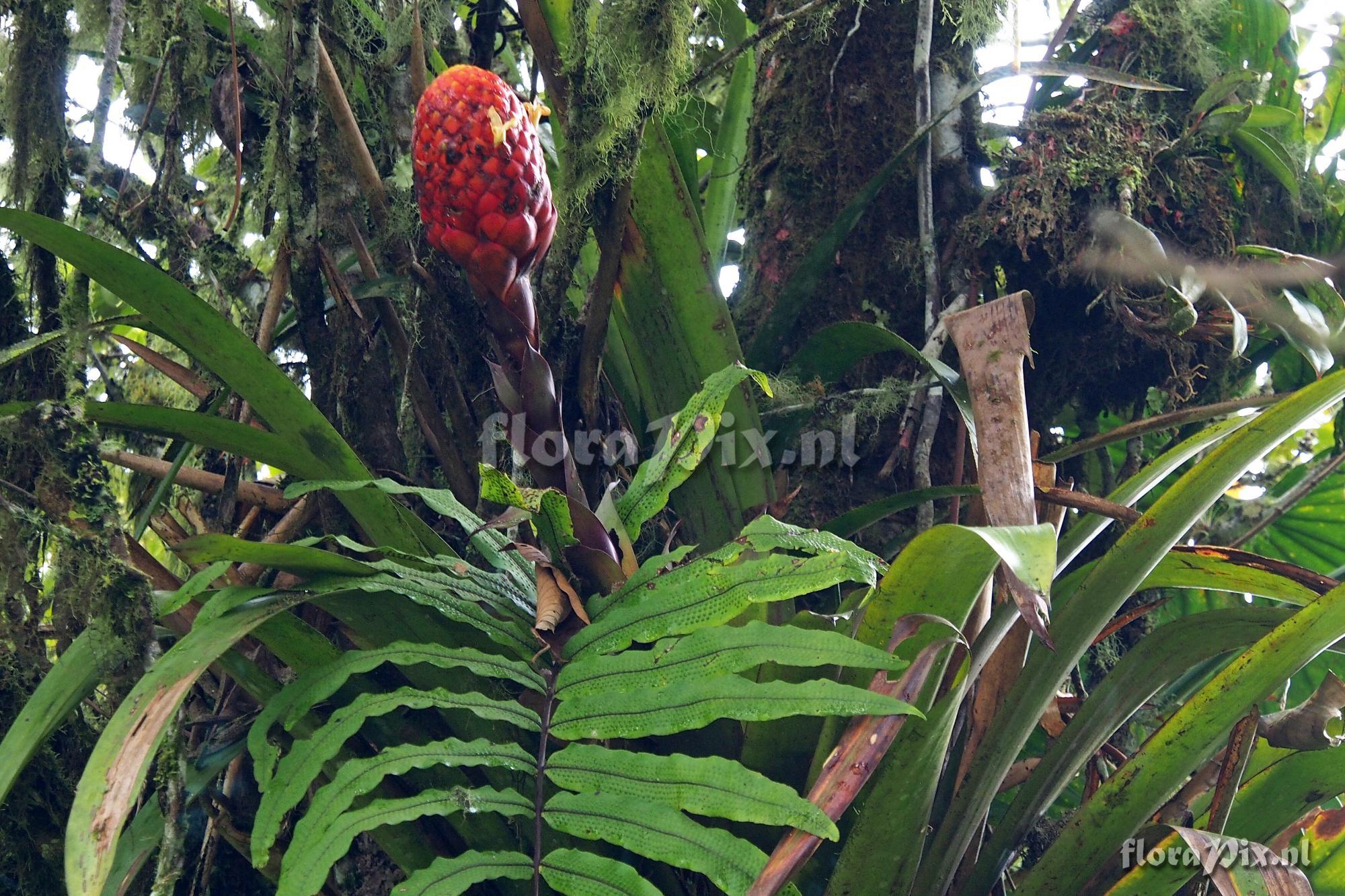 Guzmania claviformis