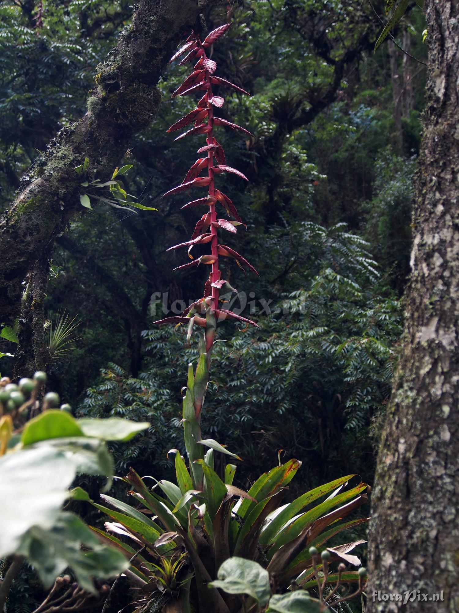 Tillandsia superba