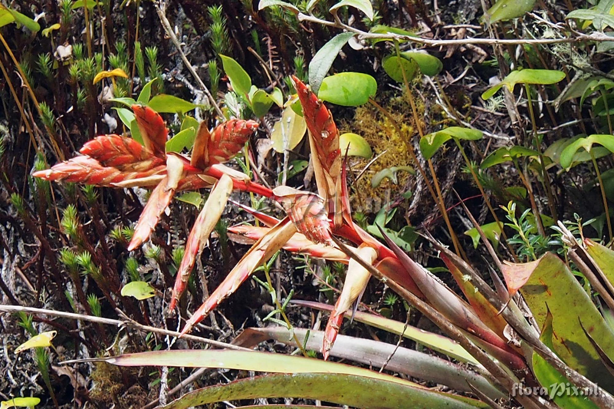 Tillandsia polyantha?