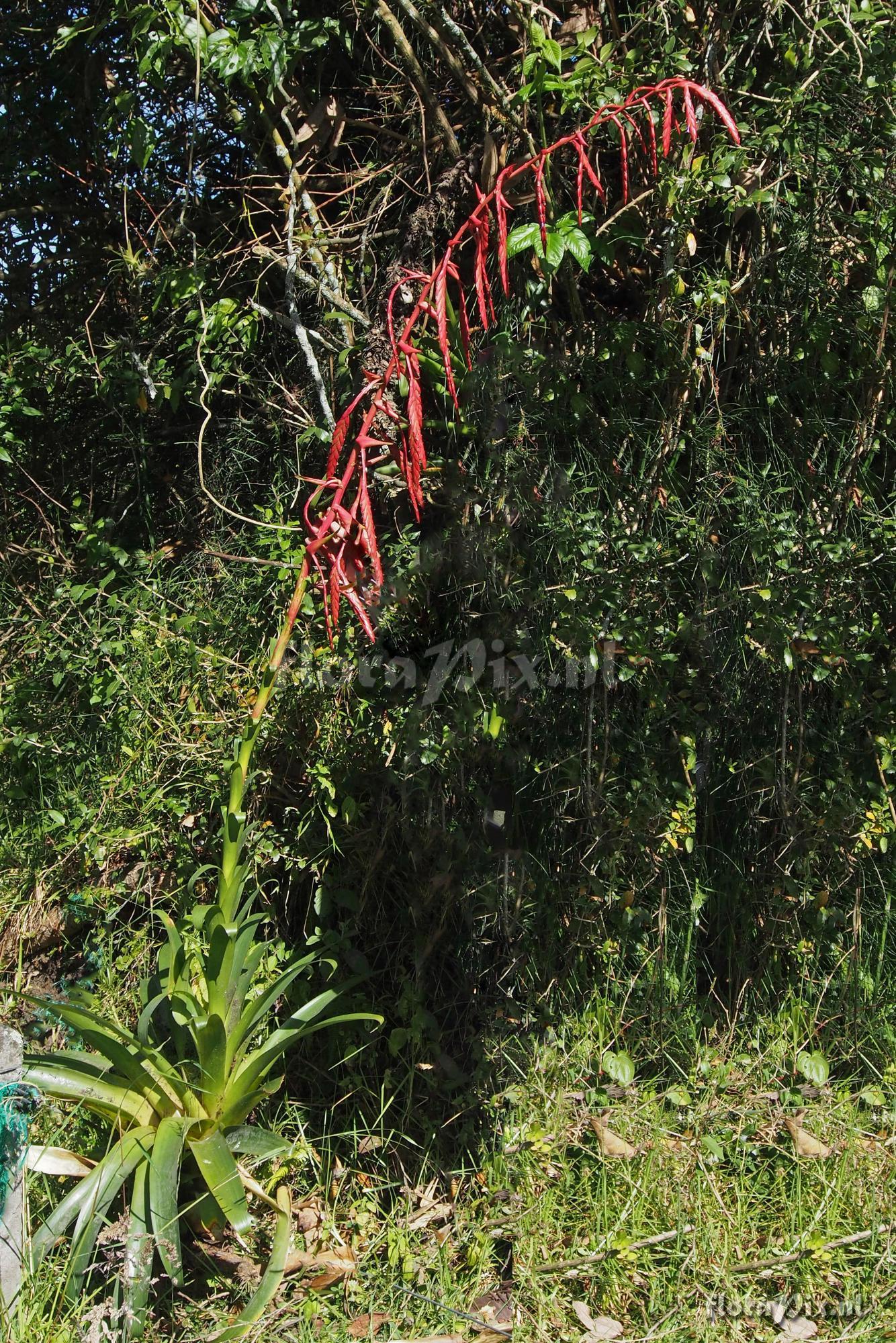 Tillandsia clavigera