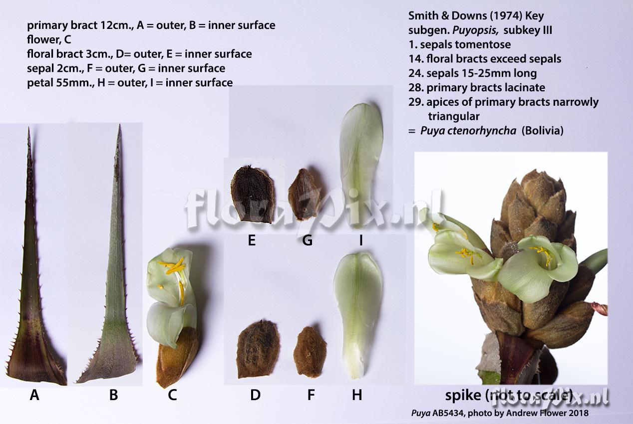 Puya species