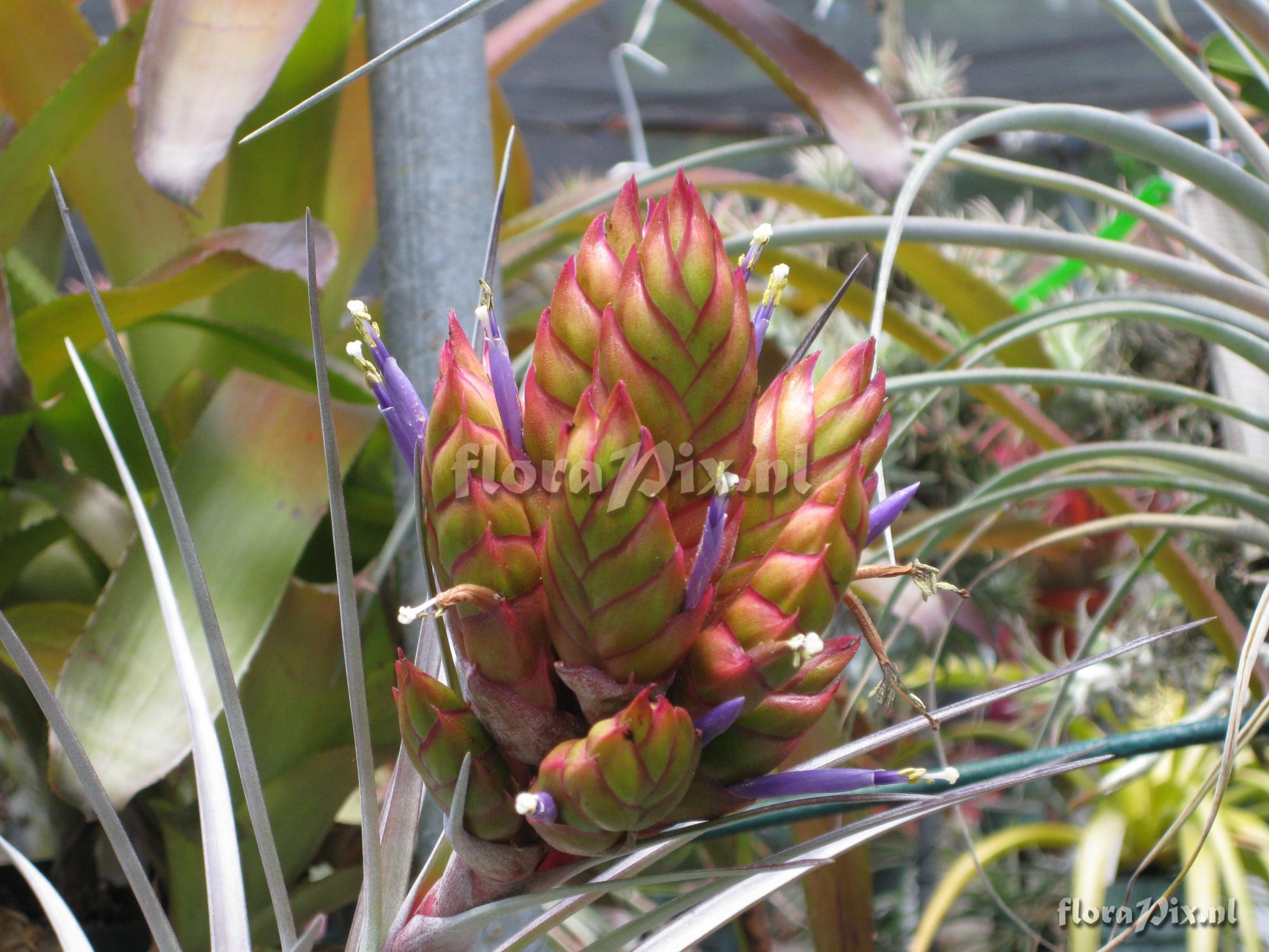 Tillandsia compressa