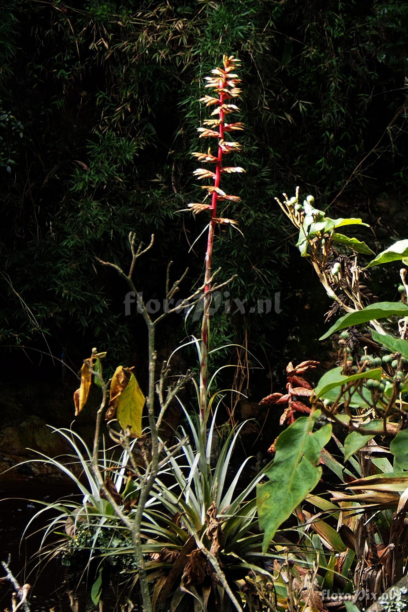 Tillandsia oroyensis