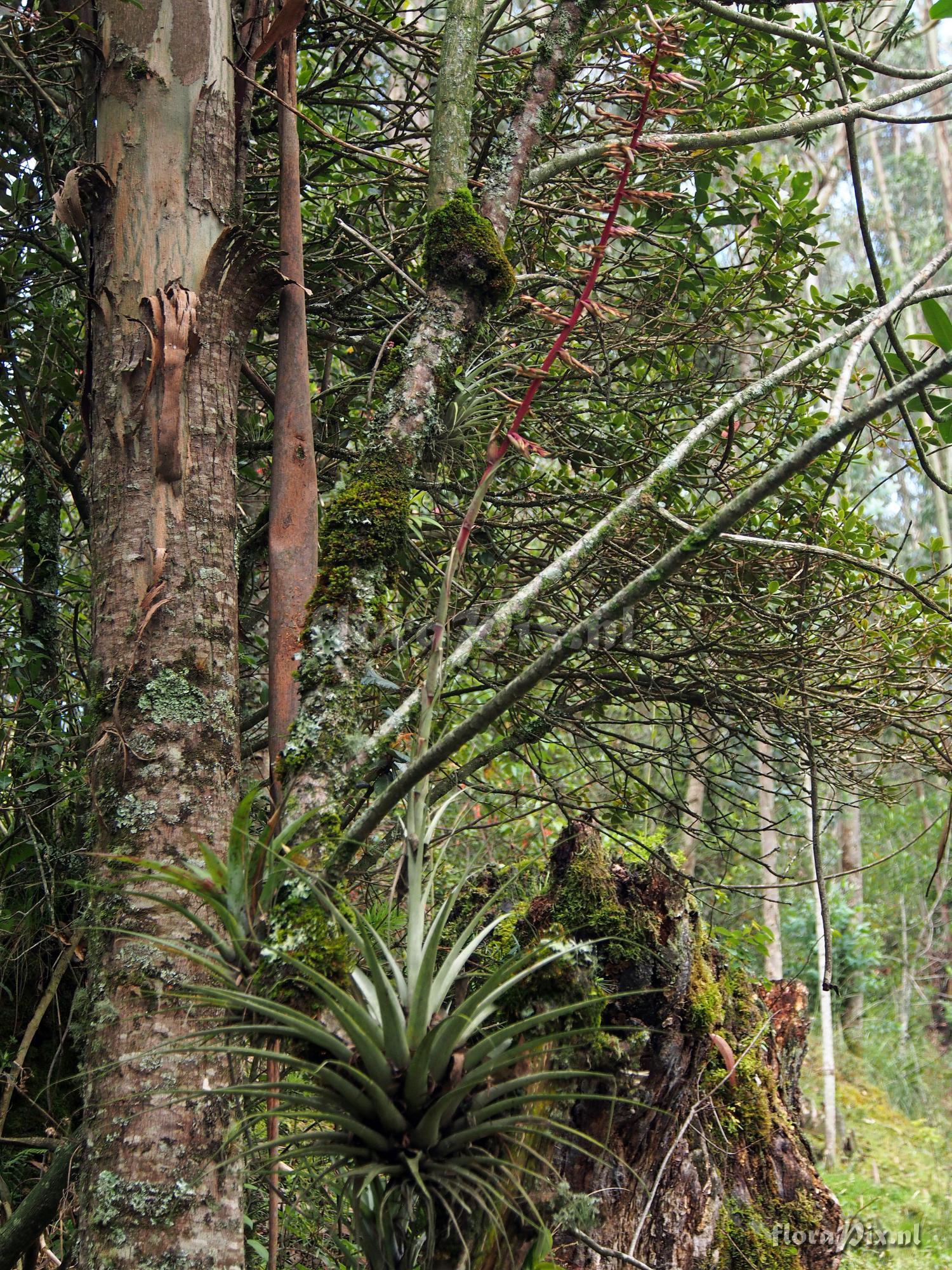 Tillandsia oroyensis