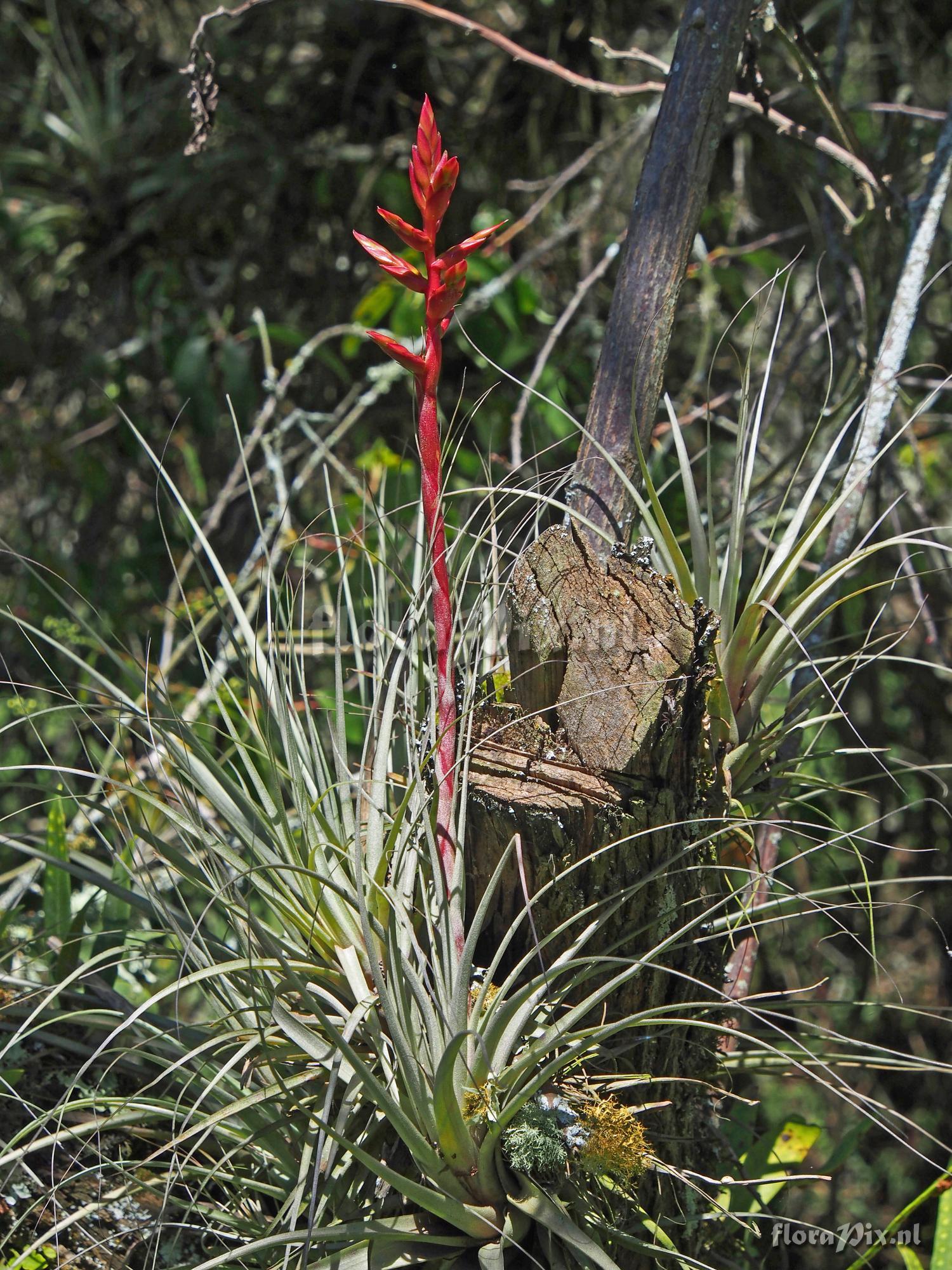 Tillandsia oroyensis