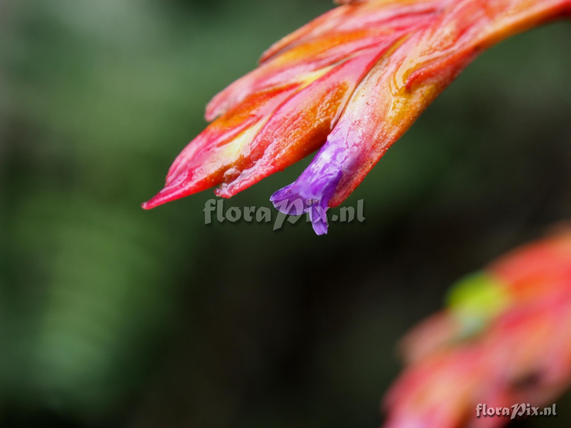 Tillandsia unknown5