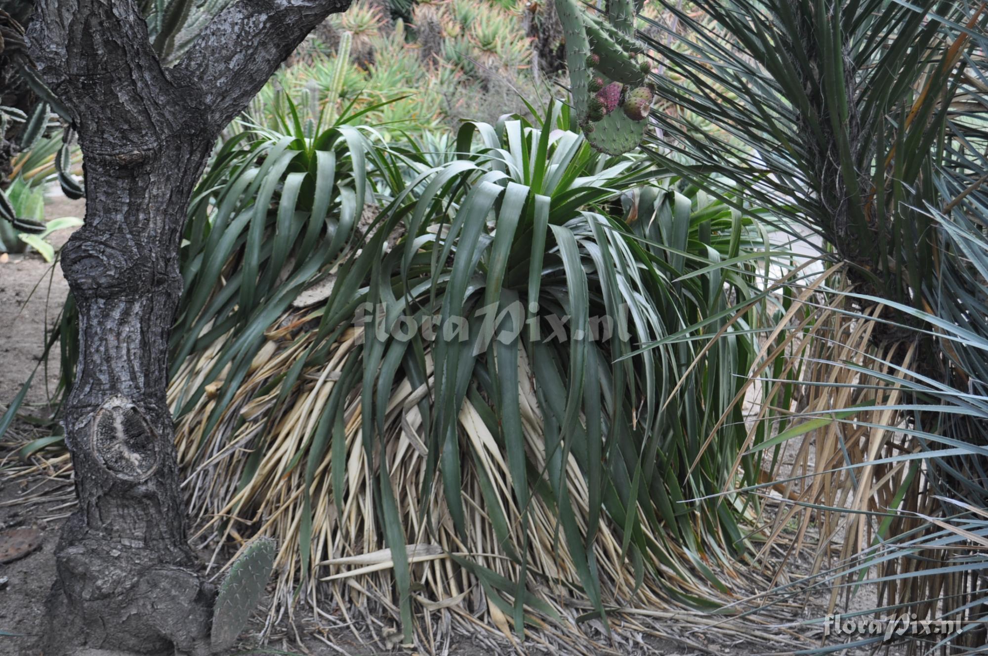 Puya 