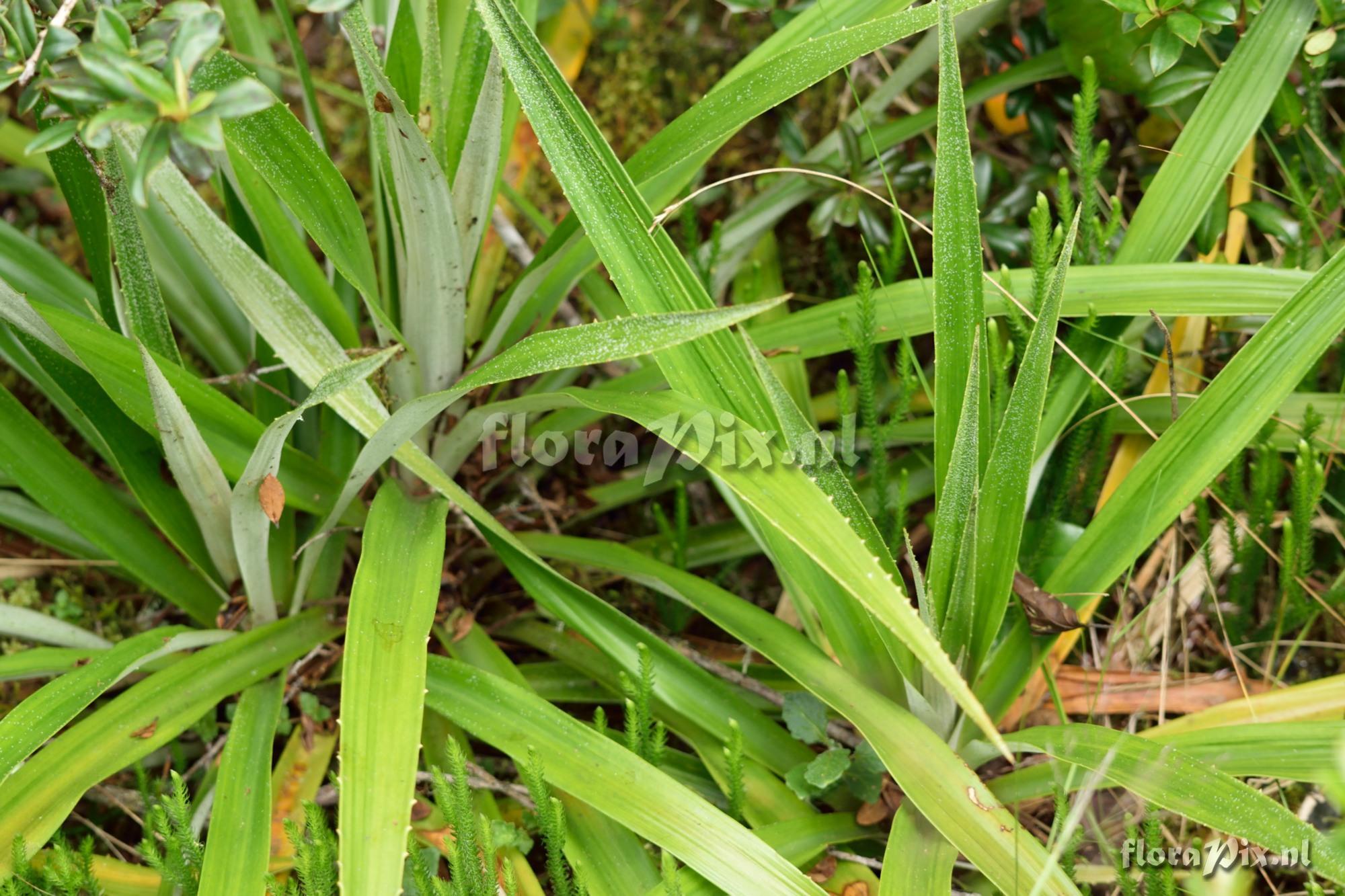 Greigia sp