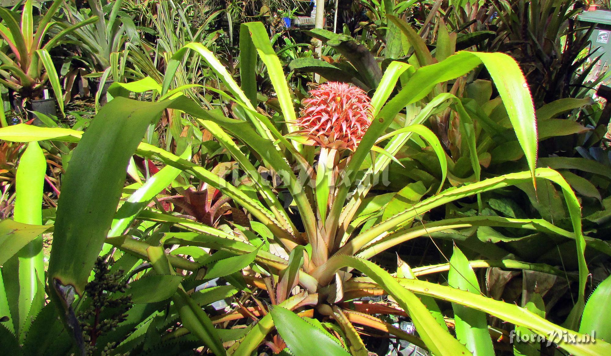 Aechmea strobilacea