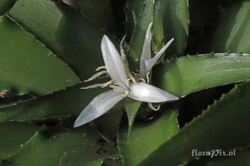 Cryptanthus warren-loosei