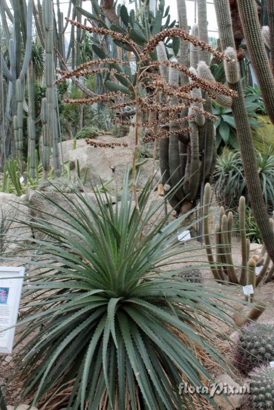 Dyckia sp