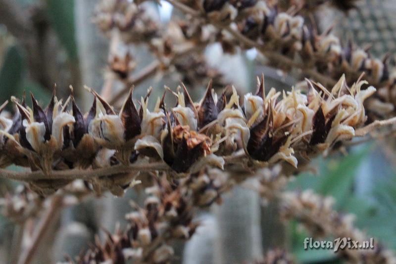 Dyckia sp