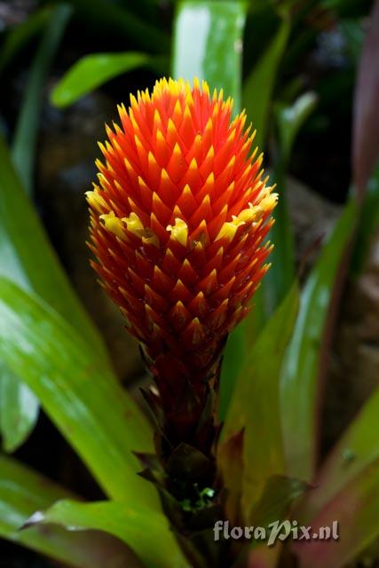 Guzmania conifera