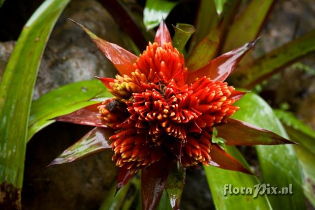 Guzmania hybrid