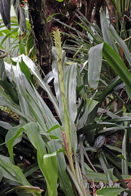 Pitcairnia sceptrigera