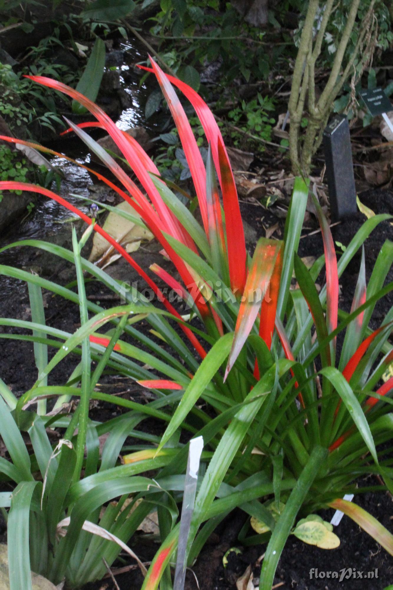 Aechmea biflora