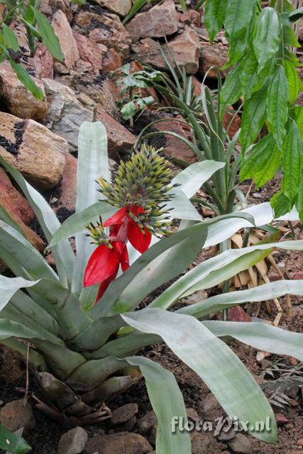 Aechmea tomentosa