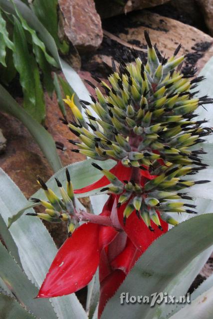 Aechmea tomentosa