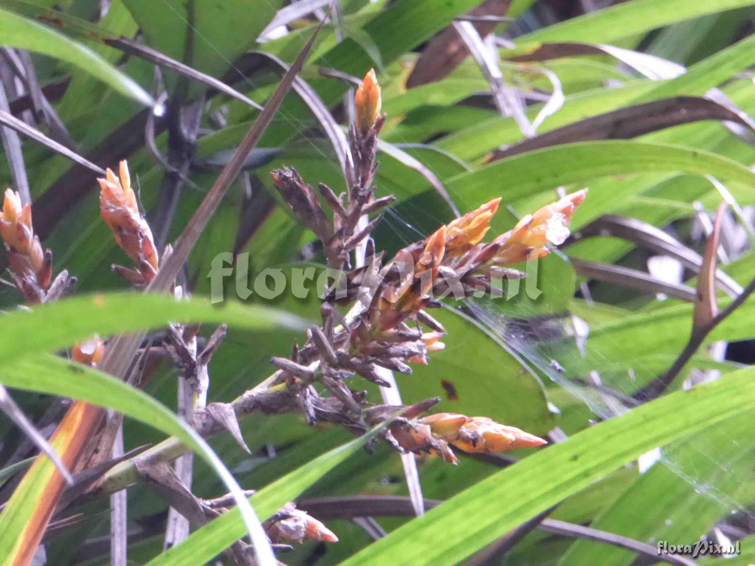 Guzmania sp