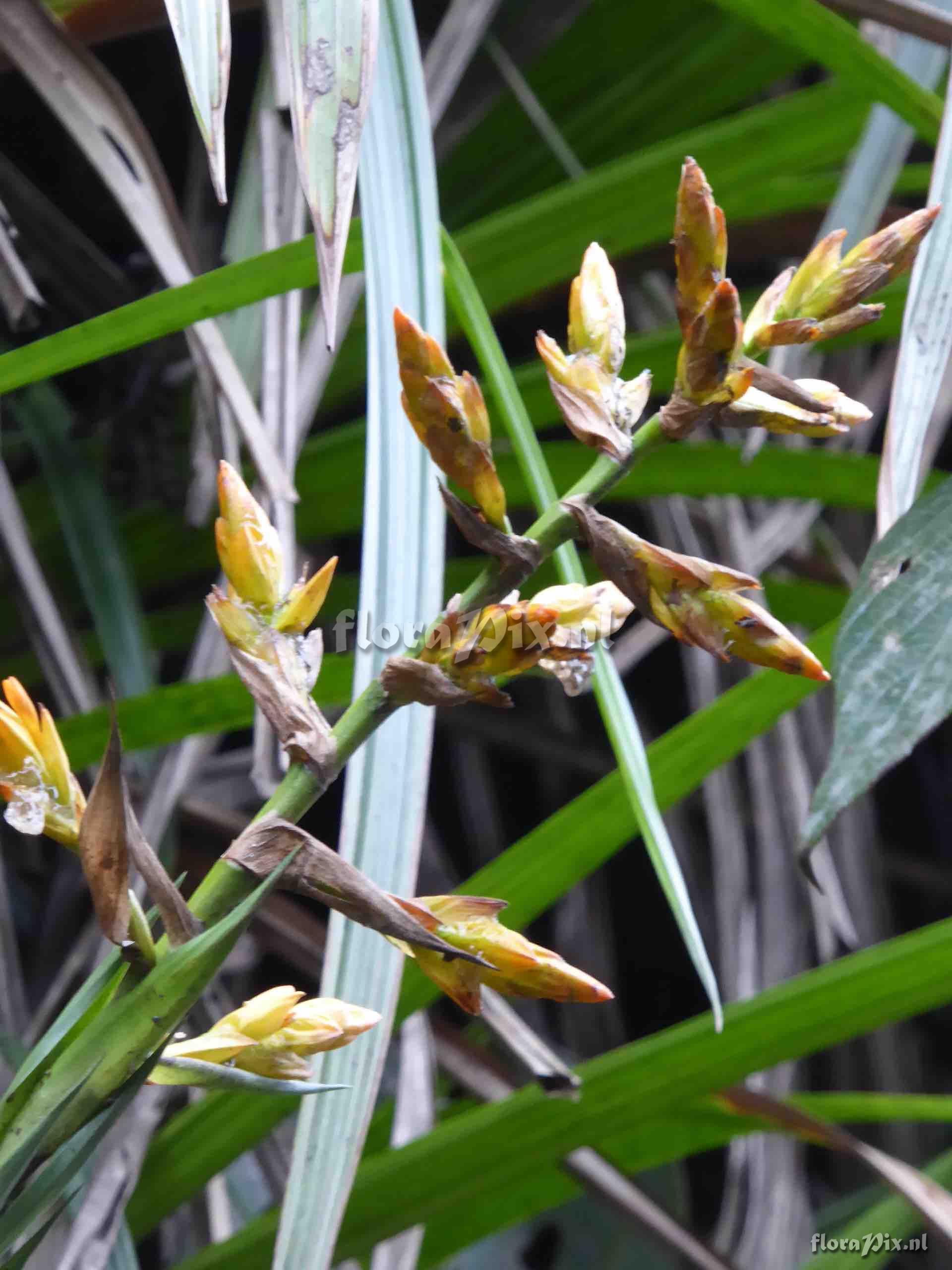 Guzmania sp