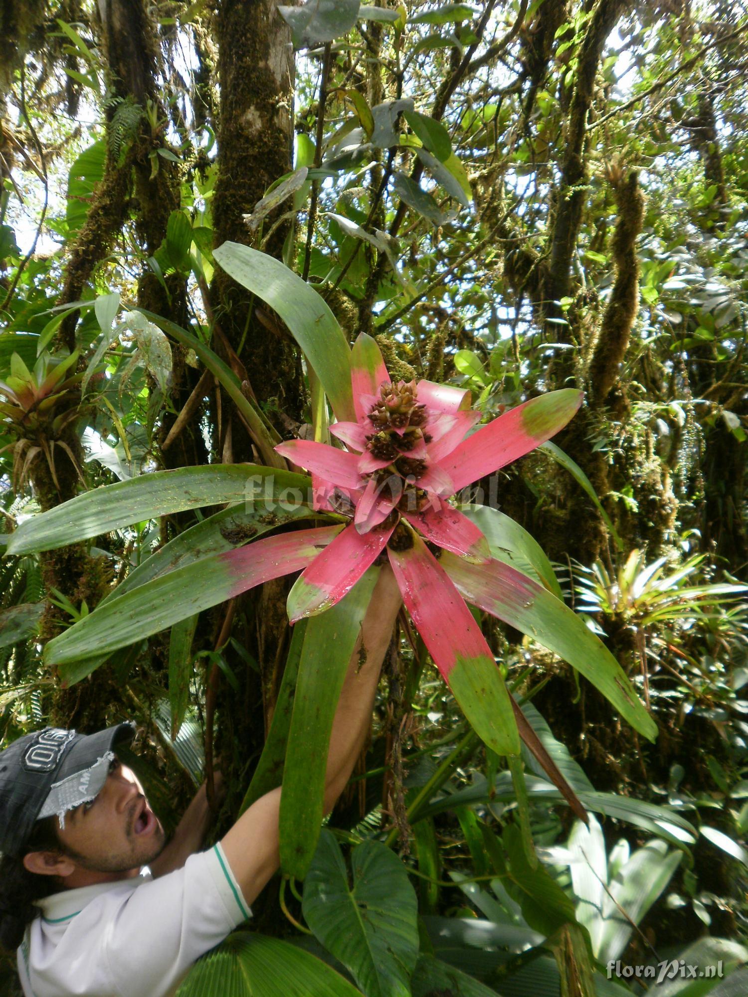 Guzmania kressii