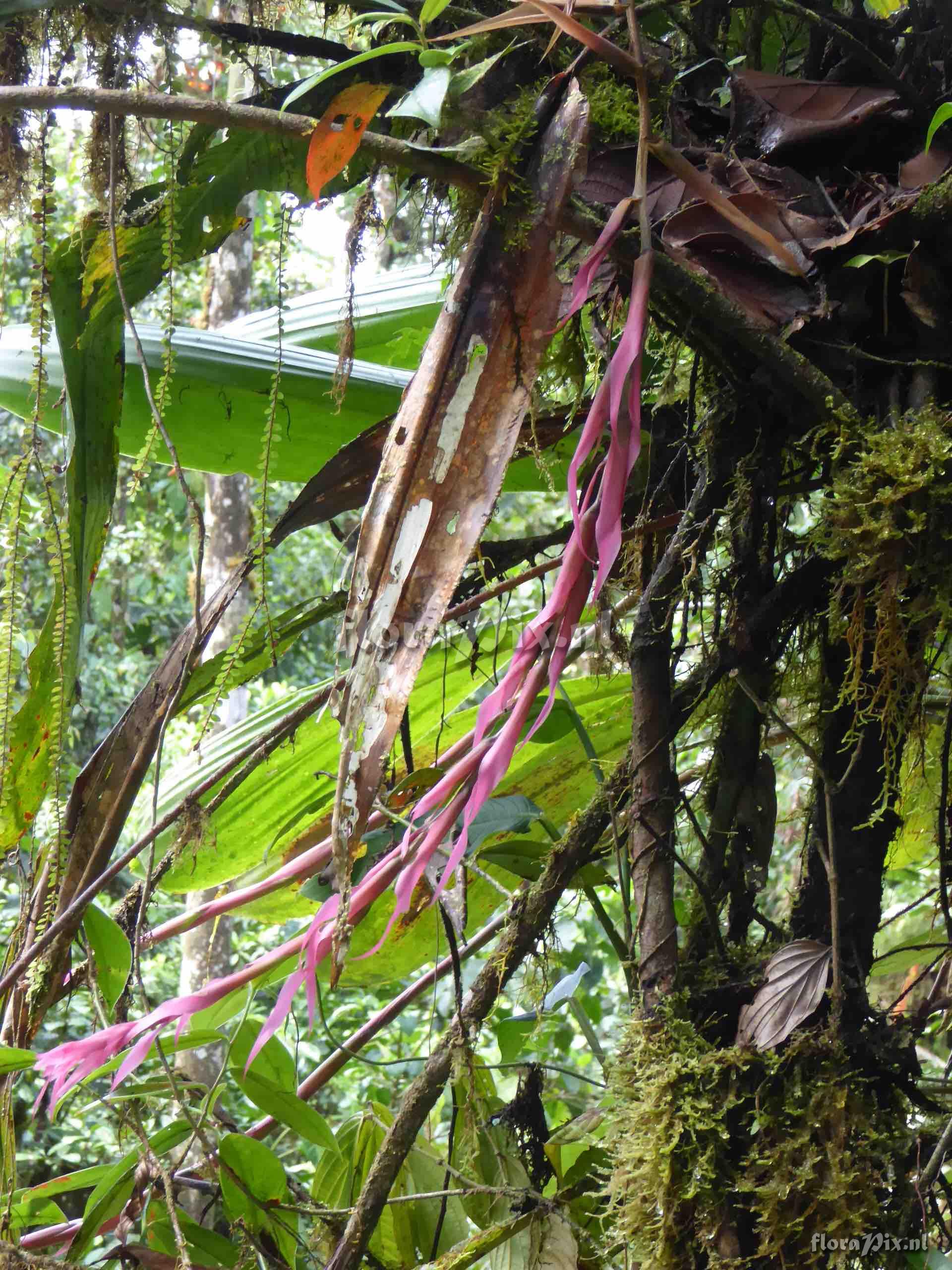Pitcairnia sp