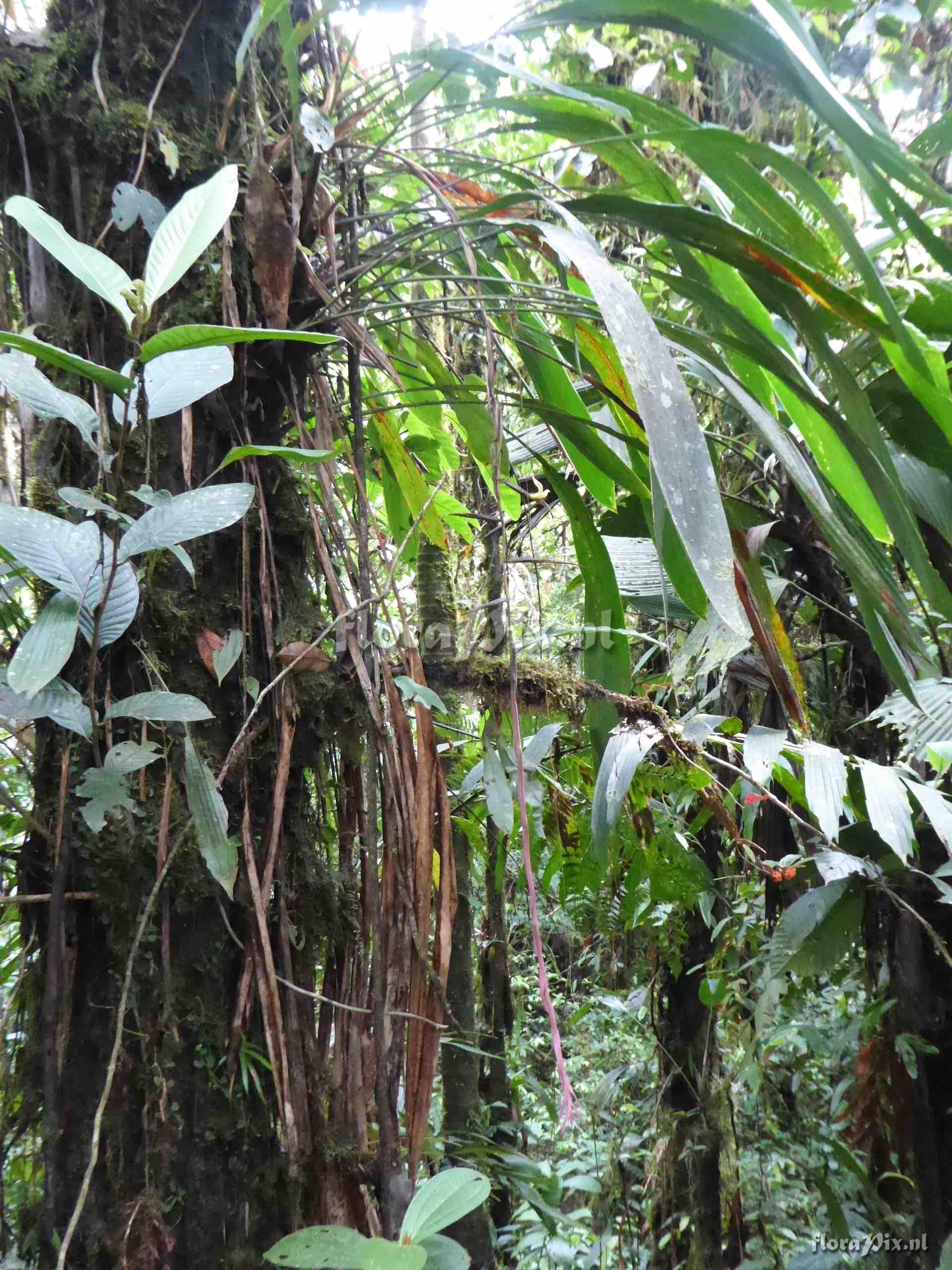 Pitcairnia sp